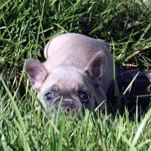 Frenchie Willow Ollie's Sister 2.jpg