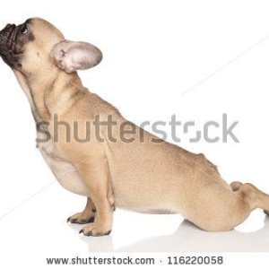 stock-photo-dog-in-yoga-pose-french-bulldog-pup-on-a-white-background-116220058.jpg