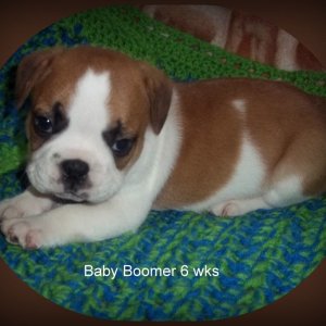 Baby Boomer 6 weeks.jpg
