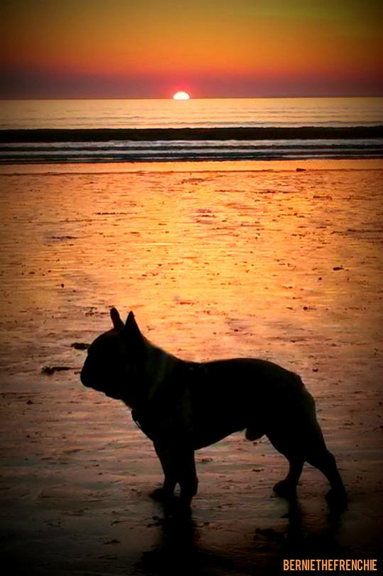 french bulldog sunset edit.jpg