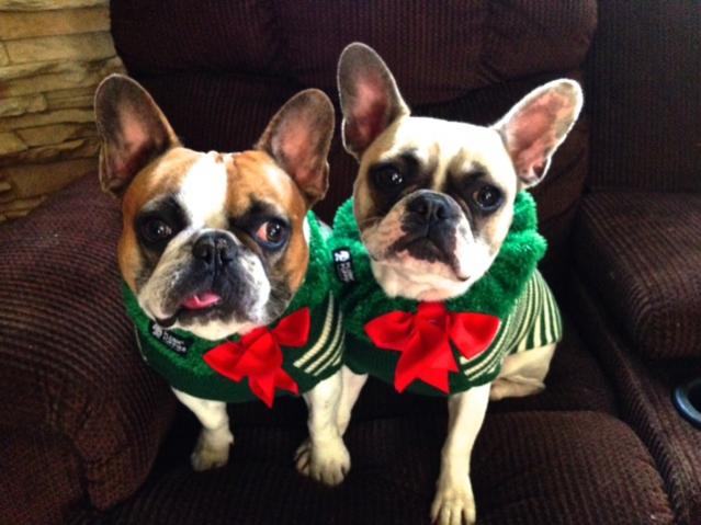 Holiday Frenchies.jpg