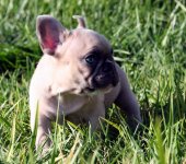 Frenchie Ollie 3.jpg