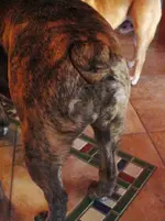 Bulldog Butts 004.webp