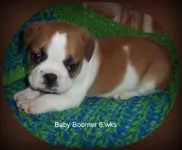 Baby Boomer 6 weeks.webp