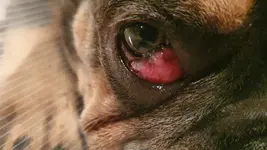 PN.Cherry Eye.Night after Surgery (4).webp