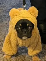 Ewok the French Bullie.webp