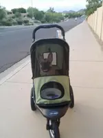 Stroller Out.webp