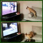 DogTV Creme.jpg