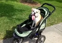 Pet-Jogging-Stroller2-300x210.webp