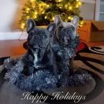 christmasfrenchies.webp