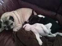 Emma, Fergus, and Penelope on the couch.webp