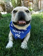 Adopt Me bandana 031.webp