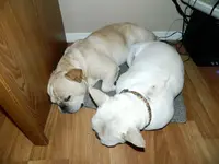 awwww sleeping together 001.webp