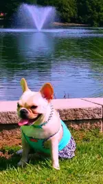 Summer Frenchie 4.webp