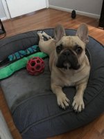 French bulldog shaking and fashion lethargic