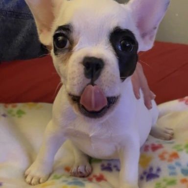 What food is best for puppy French Bulldog Forum