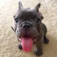 Draco the Frenchie