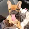 PennytheFrenchie