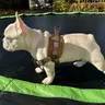 sonnythefrenchie215