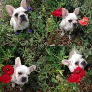 Texas Flowers & Max