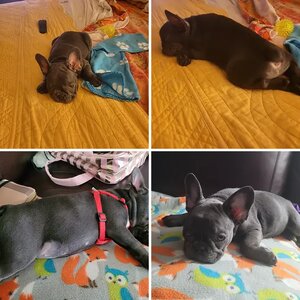 12 weeks to 5 months old