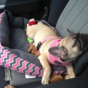Taking a snooze on our way to a camping trip.