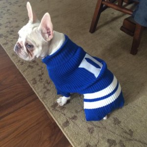 Stella in her Duke sweater, after
eyelid surgery