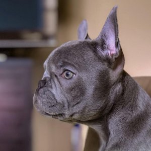 Ozzy looking serious (4-months old)