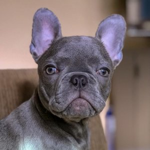 Ozzy giving me "the look"...  (4-months old)