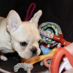 Bambi hanging out inside of her toy bin.