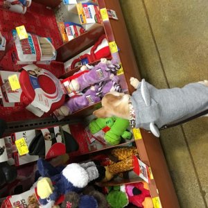 Bambi picking out her first toy from pets mart. 2018