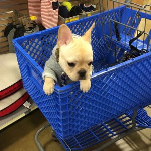 Bambi's first time to visit Petsmart. 2018