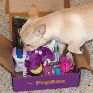 Pupbox