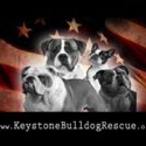 keystone bulldog rescue 200px.jpg