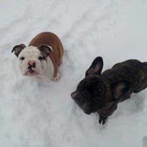 snow buddies.jpg