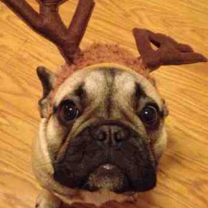 My little frenchie reindeer :)