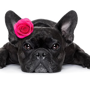 French bulldog.jpg