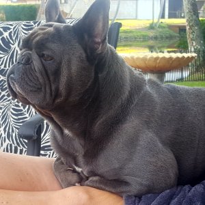 Is she too thin? 1.5 y/o : r/Frenchbulldogs