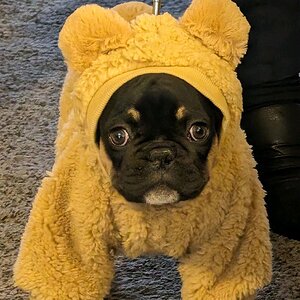 Ewok the French Bullie.jpeg