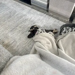 french bulldog covers.webp