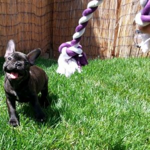 he loves ropes!