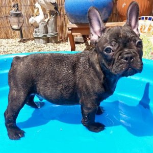 Bear in the pool