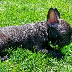 loves his green ball