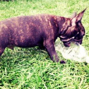 June 2014 (11 weeks old) - chewing on a water bottle