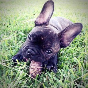 July 2014 - chewing on a pinecone