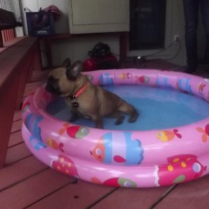 I always have a baby pool for her to cool off in while she's outside.