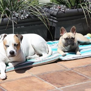 Sunbathing/meditation time with my bestie, Lexi.