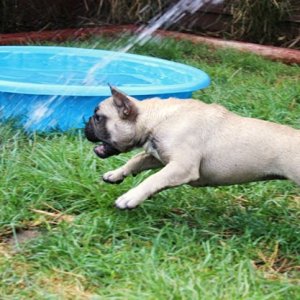 She LOVES chasing the garden hose!