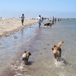 Shasta & Bisou are best buddies at the beach