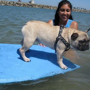 She did this all on her own! Bisou noticed the girl with the boogie board and made a beeline to her and crawled up onto it. All we had to do is hold o